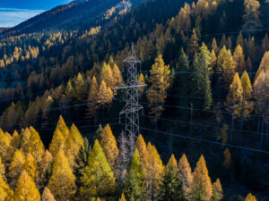 Power lines and trees